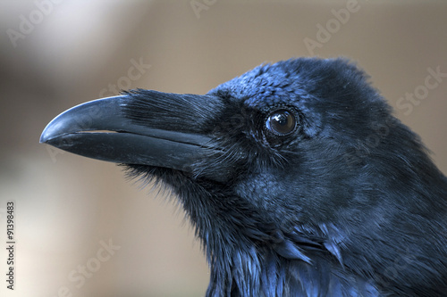 Portrait of black crow standing - common raven