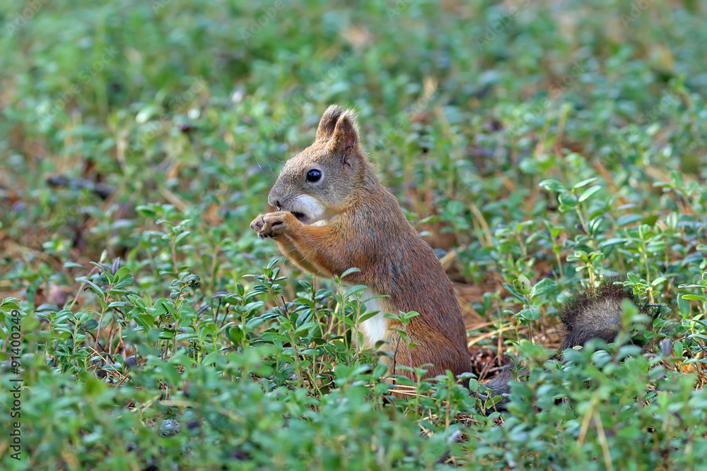 The squirrel eats pine nuts The squirrel eats pine nuts