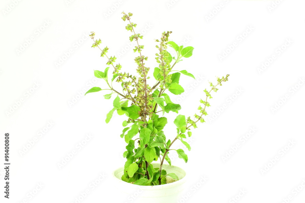 Medicinal tulsi or holy basil indian herb on white background Stock