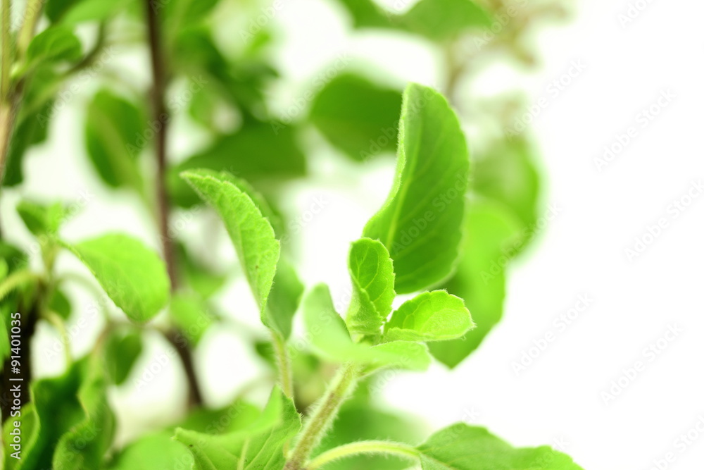 Obraz premium Medicinal tulsi or holy basil indian herb on white background