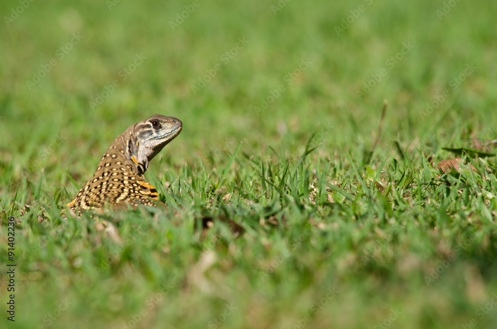 Leiolepis is waiting prey in the garden Leiolepis is waiting prey in the garden