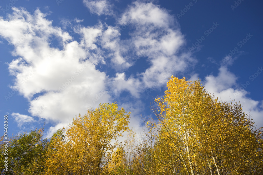 autumn leaves on trees  blue sky background