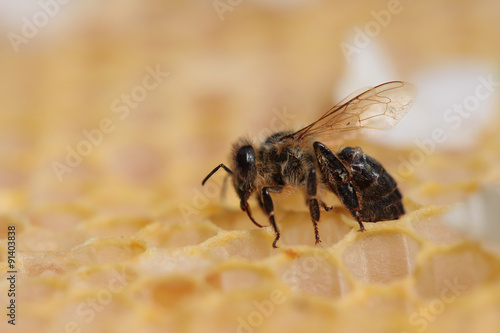 Honeycomb and a bee
