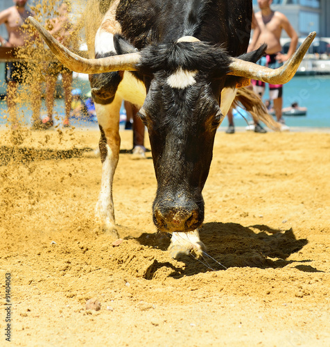 Close up of bull picking up dirt in arena