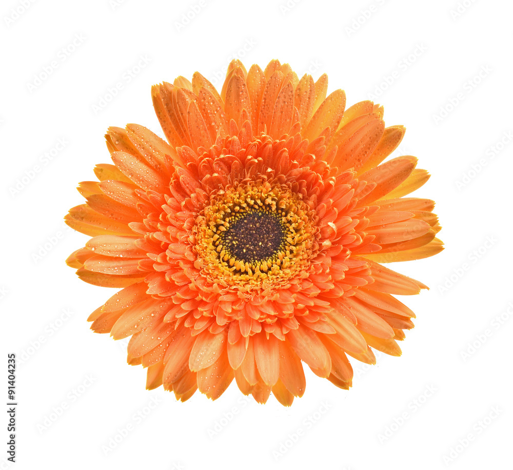 Gerbera flower isolated white background Gerbera flower isolated white background