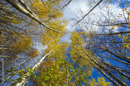 Fototapeta Naklejka Na Ścianę i Meble -  Crown of autumn trees on blue sky background