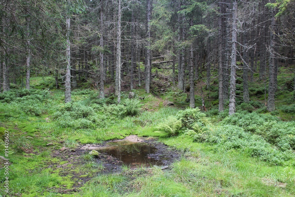 Mountain forest in Poland - Tatry Mountain forest in Poland - Tatry