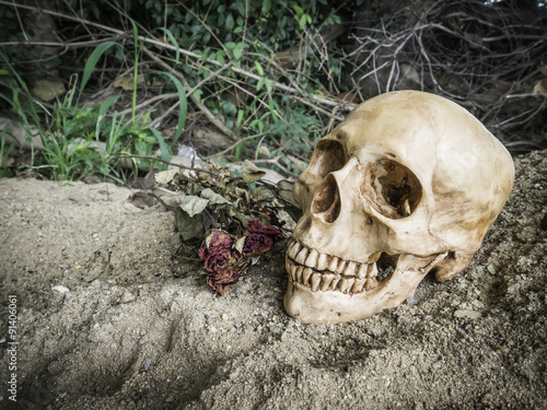 skull or skeleton of human photography © popksr