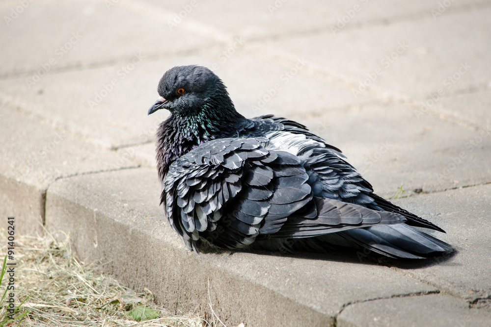 Obraz premium Голубь