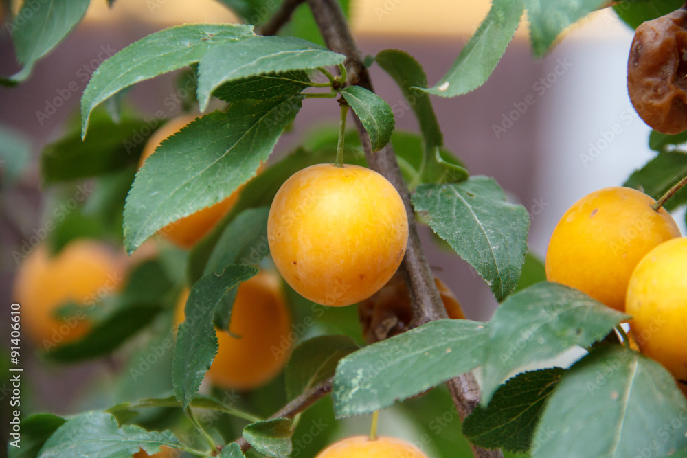 Yellow plums hang on the tree. Autumn Garden. Yellow plums hang on the tree. Autumn Garden.