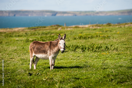 cute grey fluffy donkey in a rural field on the west coast of Ireland