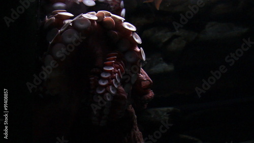 Underwater octopus in the dark photo