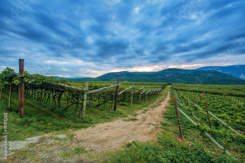 Fototapeta Naklejka Na Ścianę i Meble -  grape vine plants at dawn in south tyrol