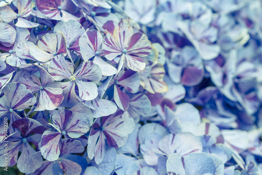 Blue hydrangea