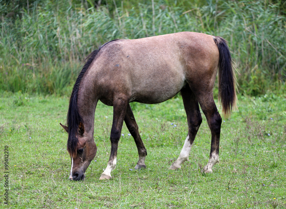 Fototapeta premium Pretty foal grazing on meadow