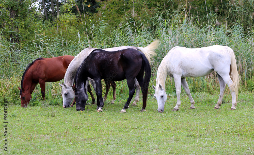 Purebred arabian horses grazing on pasture summertime Purebred arabian horses grazing on pasture summertime