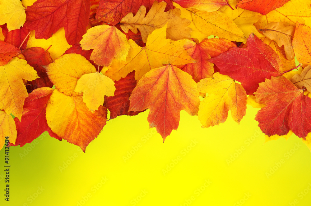 Fototapeta premium autumn leaves background