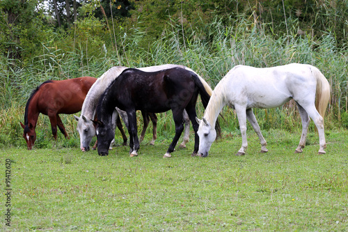 Beautiful purebred arabian horses grazing on pasture summertime