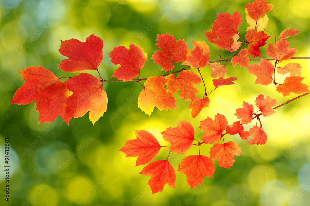 autumn leaves background autumn leaves background