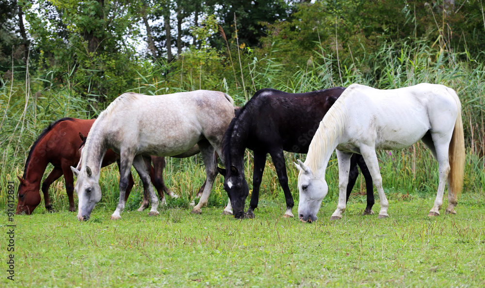 Beautiful purebred arabian horses grazing on pasture summertime