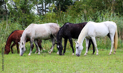 Beautiful purebred arabian horses grazing on pasture summertime © acceptfoto