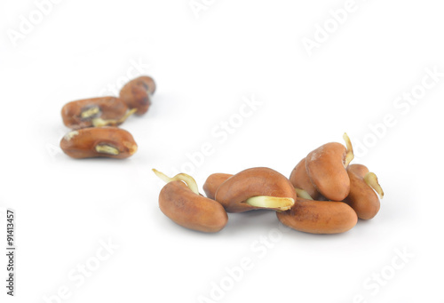 The seed planted bean  on White Background photo