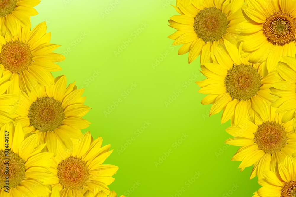 Obraz premium sunflower