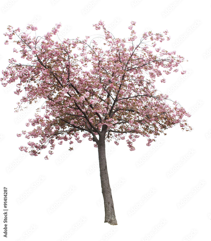 Isolated Cherry Blossom Tree