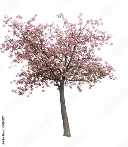 Isolated Cherry Blossom Tree