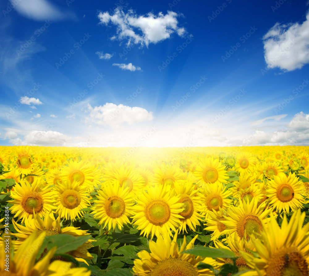 Fototapeta premium sunflowers and sun