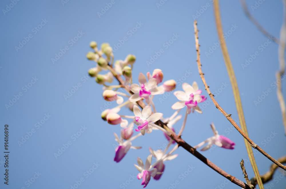 Seidenfadenia mitrata is native to Thailand and to Myanmar Burma Seidenfadenia mitrata is native to Thailand and to Myanmar Burma
