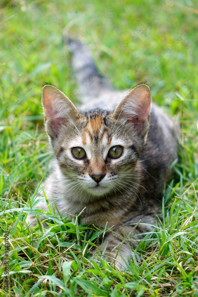 Cat resting in spring grass.