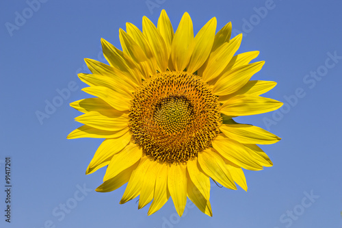 Sunflower on the blue background