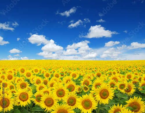 Fototapeta Naklejka Na Ścianę i Meble -  sunflowers field
