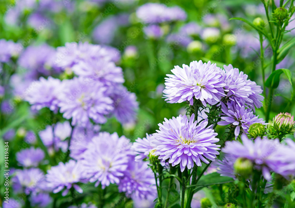 purple flowers