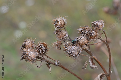 the dried-up plants in the autumn wood park © svetlanaaga