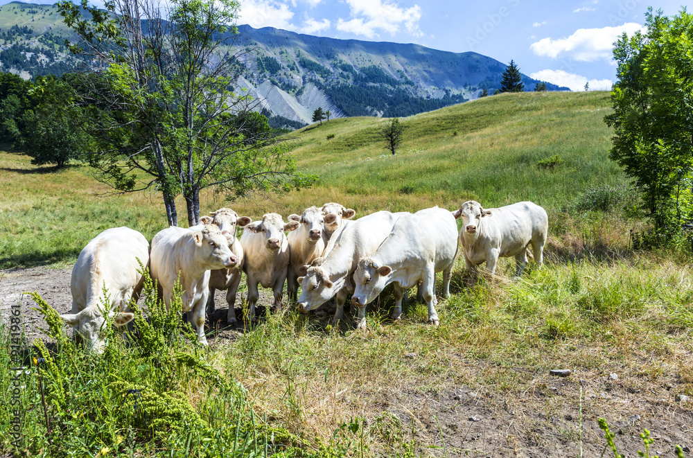 grazing cows in the french alps