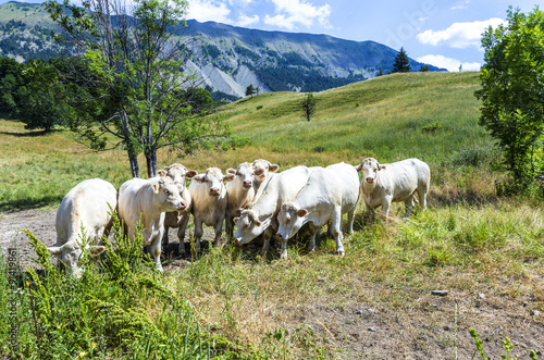 grazing cows in the french alps