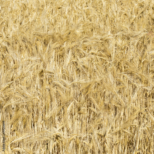 spikelets of wheat in a field