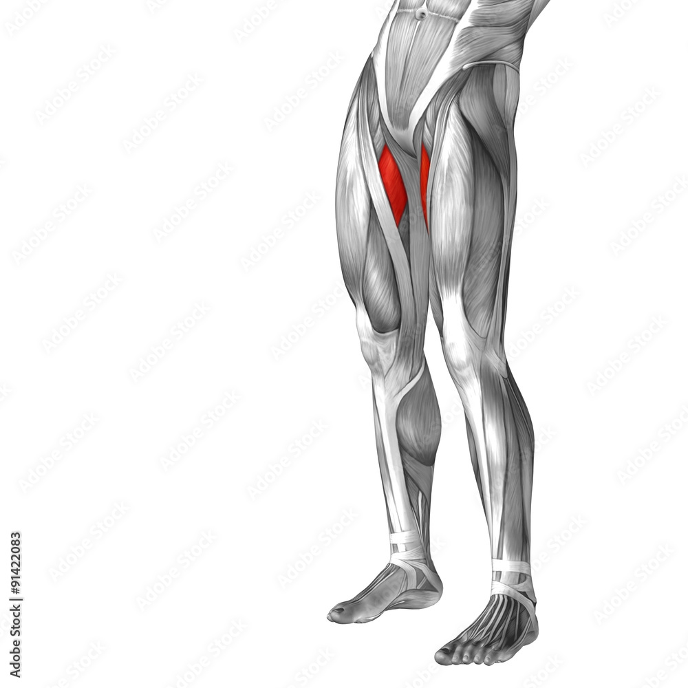 Conceptual 3D human front upper leg muscle anatomy