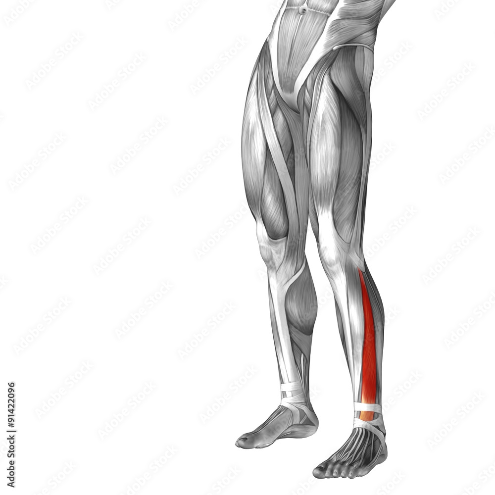 Conceptual 3D human front lower leg muscle anatomy Conceptual 3D human front lower leg muscle anatomy