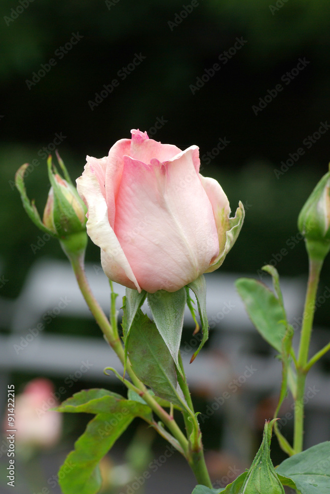 Rose flowers