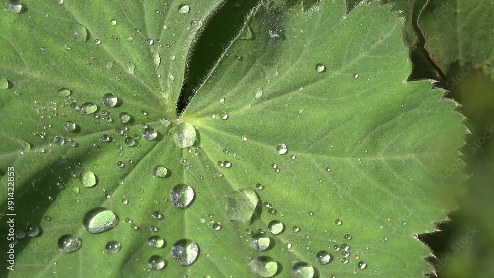 Water drop on plant leaf Water drop on plant leaf