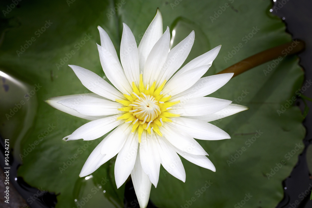 蓮の花 蓮の花