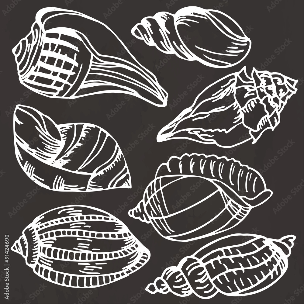 Sea shell collection. Vector set of hand drawn icons isolated on a black background