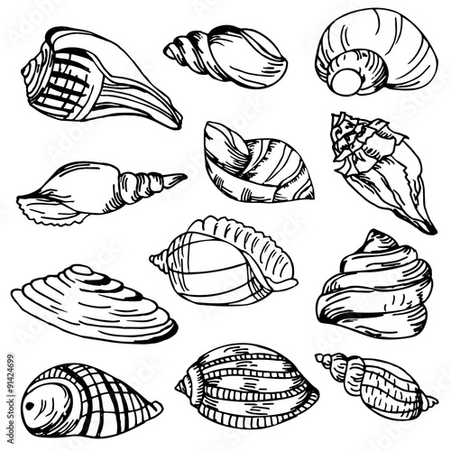 Sea shell collection. Vector set of hand drawn icons isolated on a white background