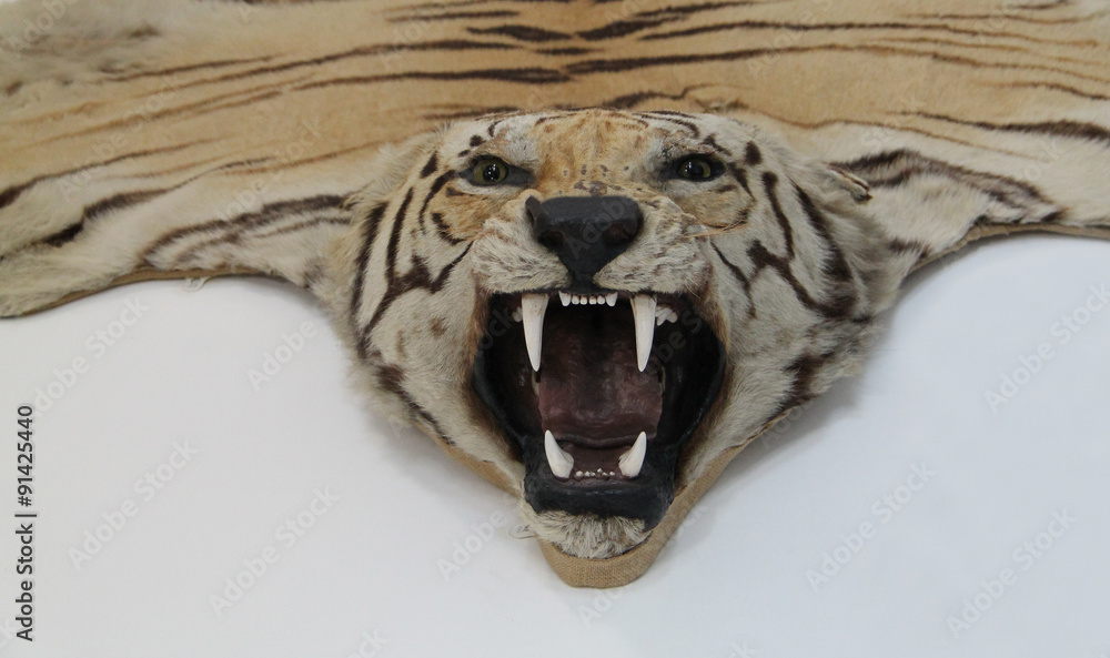 Fototapeta premium The Head and Skin of a Trophy Tiger Animal.
