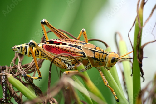 Tropical Hopper - Colorful Tropical Giant Florida Grasshopper © ThinkTank Solutions