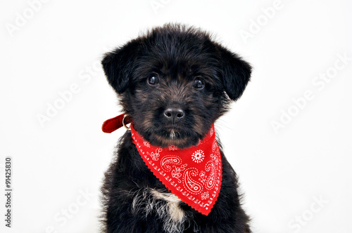 cane nero con bandana