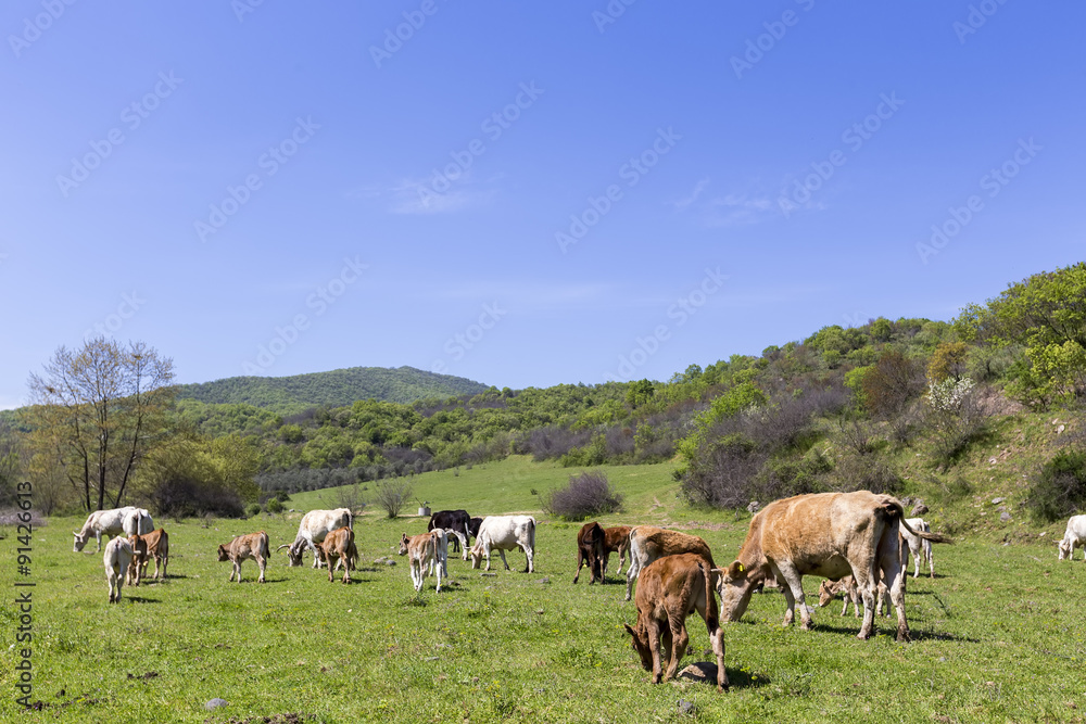 Herd of brown and white cows at summer green field